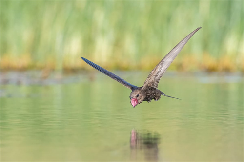 bpoty-birdsinflight-gold-tzahifinkelstein