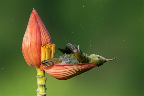 bpoty-birdbehaviour-gold-mousamray